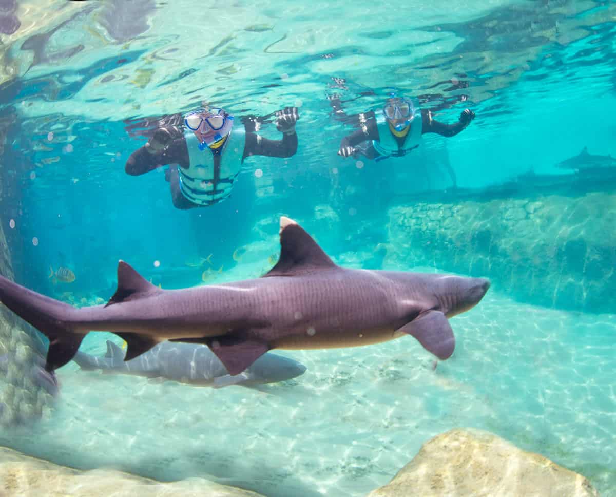 Atrações do Discovery Cove - Nado com tubarões e arraias
