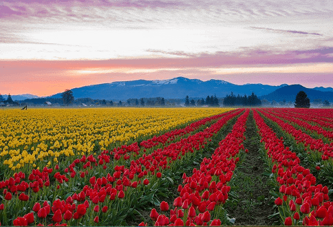 Campo de Tulipas no Vale de Skagit, Washington