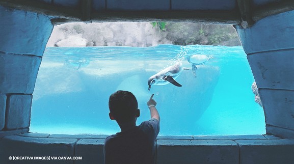 Nova atração na SeaWorld