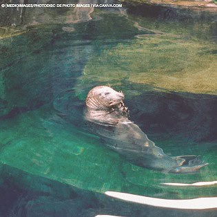 Alaska Sealife Center